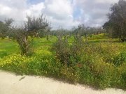 Platanos Kreta, Platanos Ein Grundstück mit Charakter und Geschichte Grundstück kaufen
